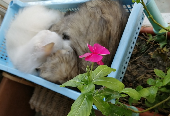 Цветок спасён, коты довольны