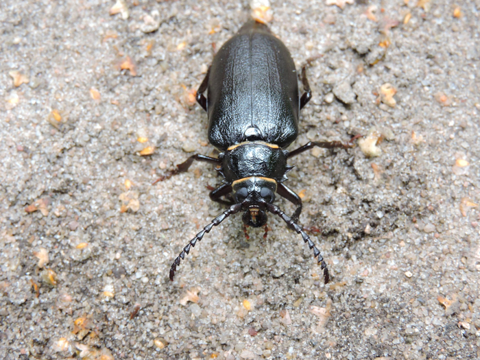 Дровосек-кожевник (Красная книга Москвы)