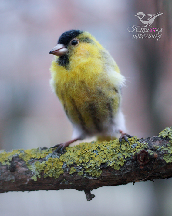 Dry felting. - My, Dry felting, Needlework, Needlework without process, Handmade, Creation, Author's toy, Master, Birds, Longpost