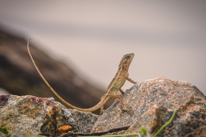 Ящер - пикабушник