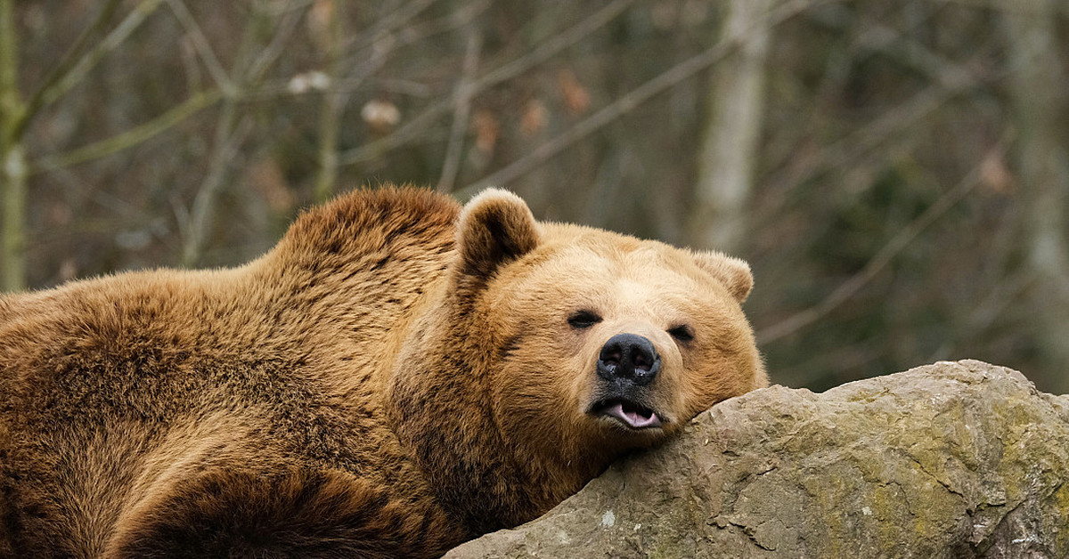 К чему снится медведь бурый большой женщине. Довольный медведь фото. Бурый медведь размножение. Медведь акробат.