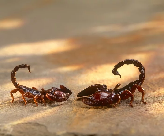 Scorpion Invasion in Egypt - Scorpions, Egypt, Invasion, Arachnids, Arthropods, Wild animals, Poisonous animals, Dangerous animals, Around the world, Aswan, Rain