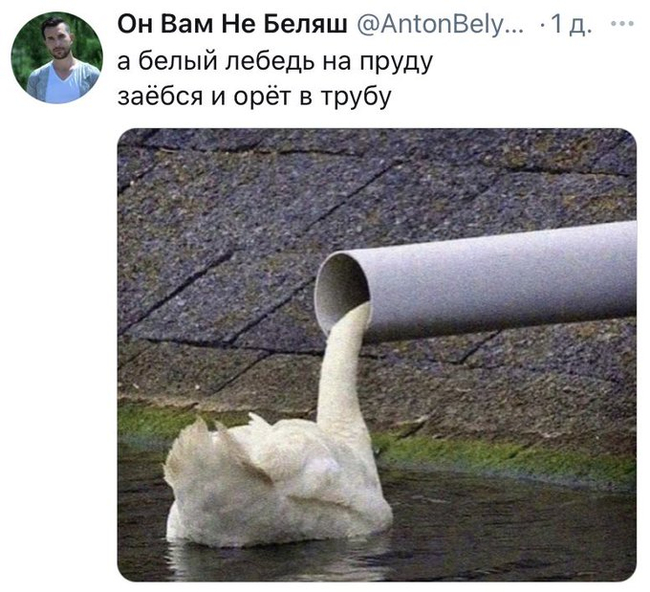 Все мы немного лебедь - Twitter, Юмор, Повтор, Труба, Лебеди