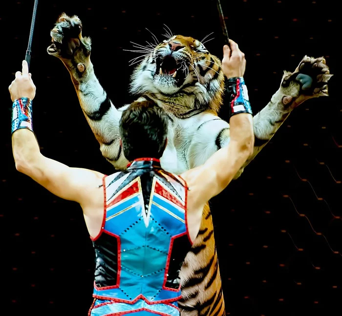 France bans wild animals from circuses - Wild animals, Animals, France, Animal protection, Circus, Pets, Ban, The national geographic, Law, Longpost