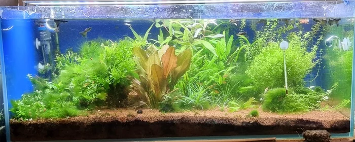 What is it, and how to deal with it? - My, Seaweed, Help, Aquarium, Longpost