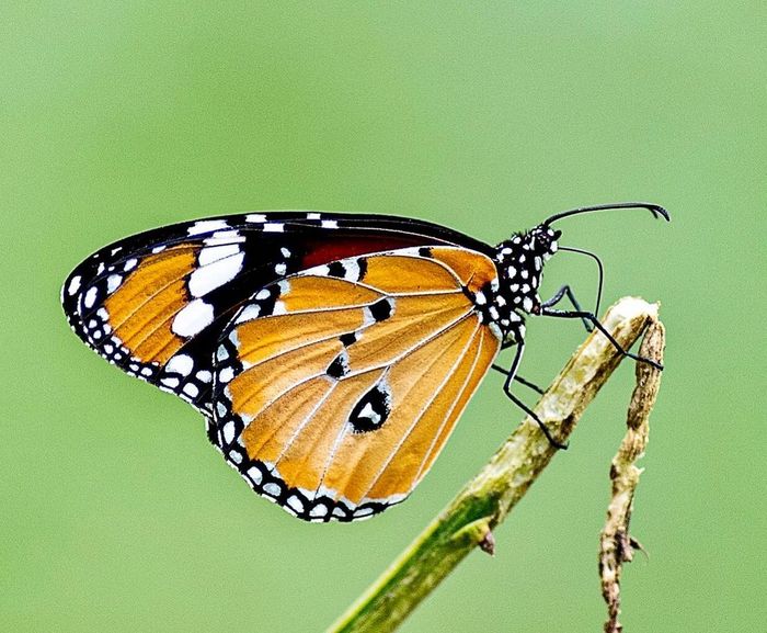 Butterflies - Butterfly, Insects, Wild animals, Asia, India, The photo, Longpost