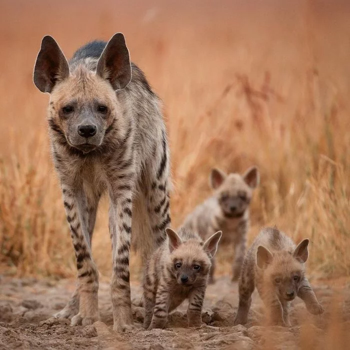 Feed the kids? - Striped hyena, Hyena, Predatory animals, Wild animals, wildlife, National park, Asia, India, The photo, Young