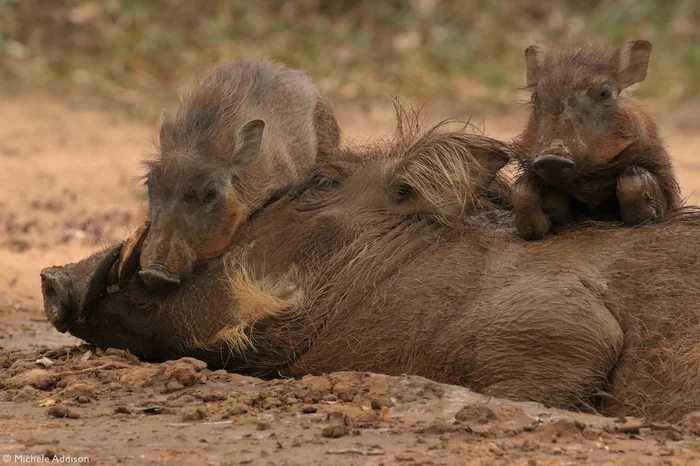 Piglets - Warthog, Pig, Piglets, Young, Wild animals, wildlife, National park, Africa, The photo