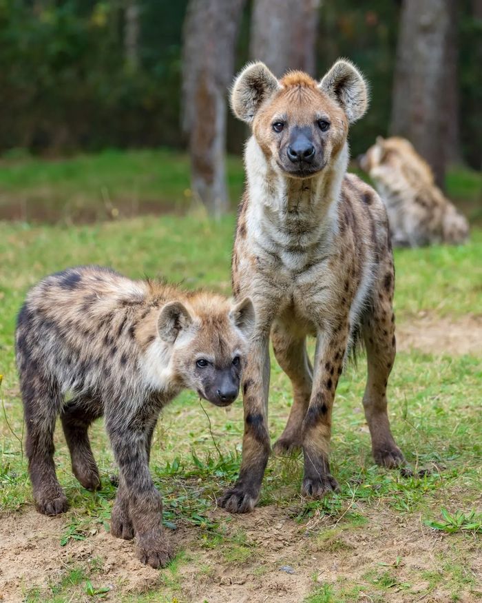 Alertness and curiosity - Hyena, Spotted Hyena, Predatory animals, Wild animals, Zoo, The photo, Young