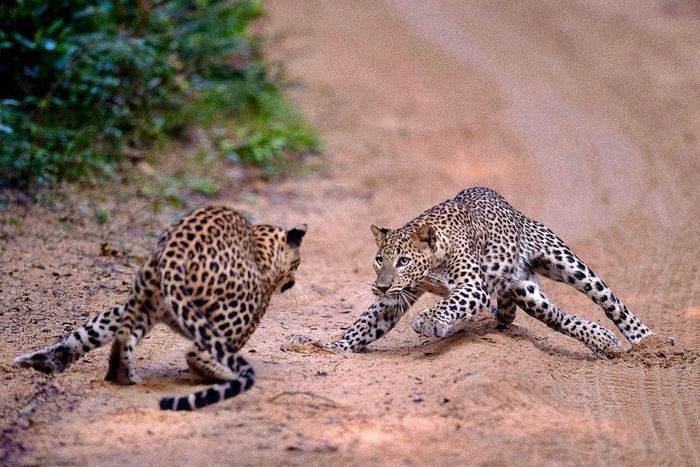 playful aggression - Leopard, Big cats, Cat family, Predatory animals, Wild animals, wildlife, Sri Lanka, Asia, The photo, Animal games