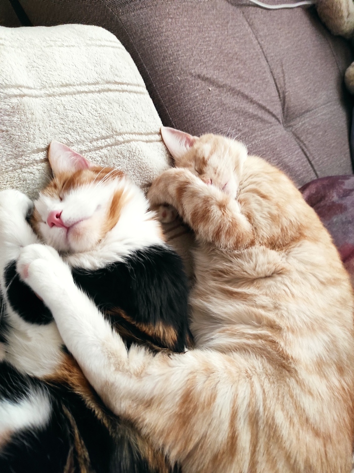 Как могут спать котики, когда их двое Кот, Сон