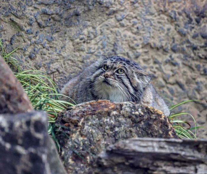 кот шлепа в чем прикол. Смотреть фото кот шлепа в чем прикол. Смотреть картинку кот шлепа в чем прикол. Картинка про кот шлепа в чем прикол. Фото кот шлепа в чем прикол