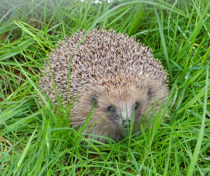 Pretty prickly ball) - Hedgehog, Wild animals, Insectivores, Prickles
