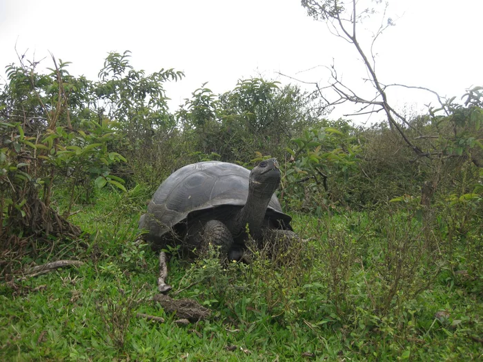The genome of the Galapagos tortoise revealed the secrets of its longevity - Galapagos turtles, Longevity, Genome, Scientists, Research, The science, Turtle, Cancer and oncology, Wild animals, Useful, The national geographic, Long-liver, Reptiles, Longpost