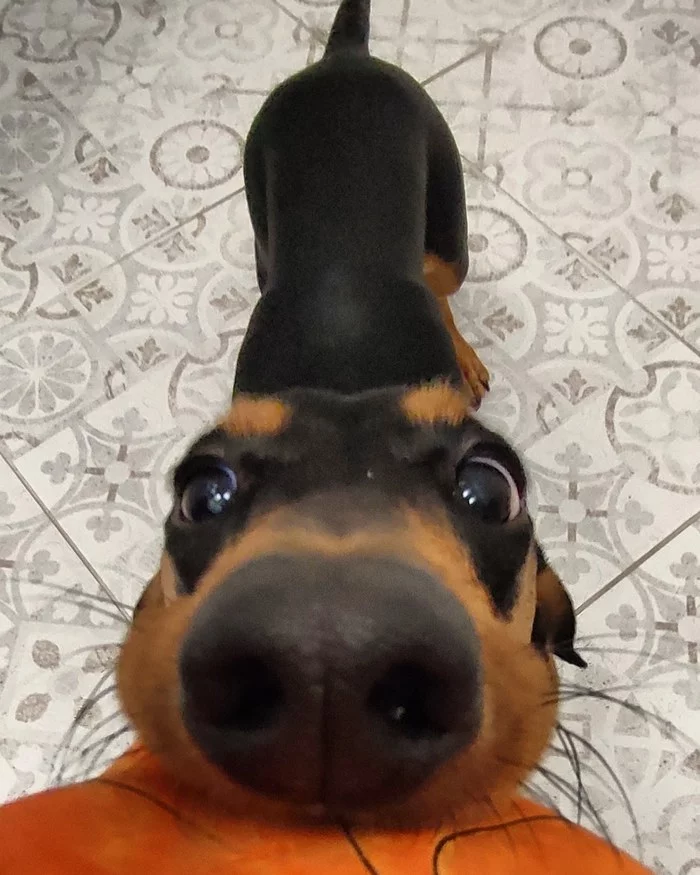 MY! - My, Dwarf dachshund, Dog