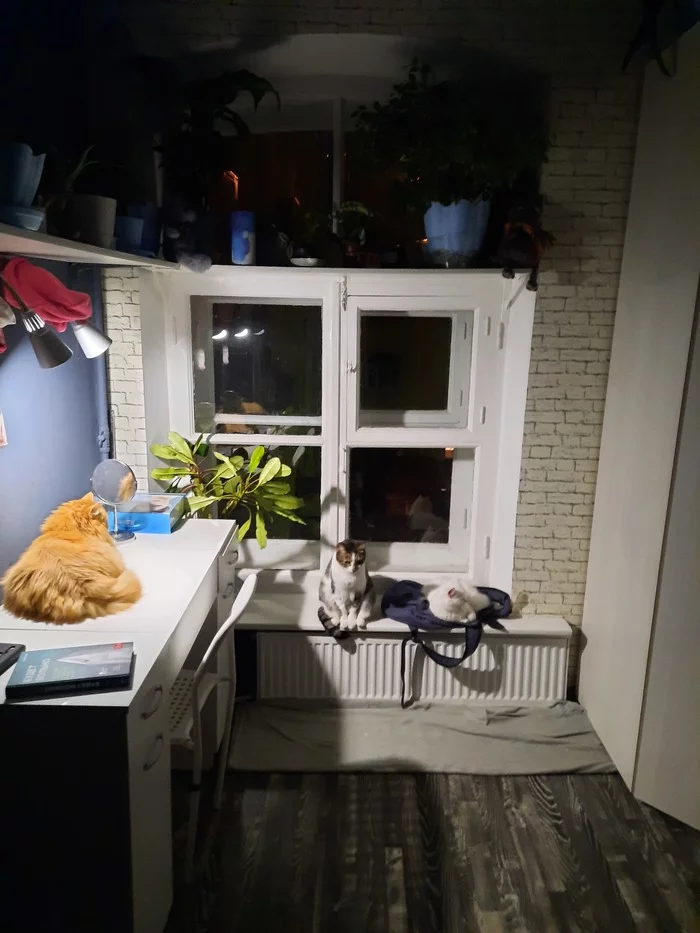 Evening waiting - My, cat, Kittens, Family, Guys