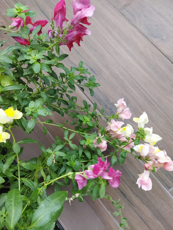 ������� ��� � ������