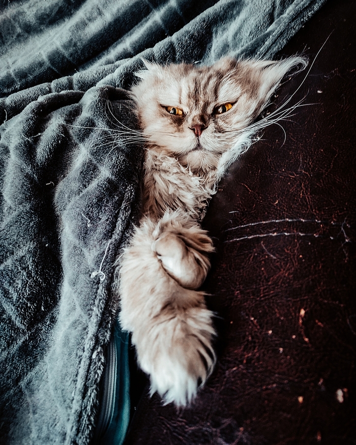 кошка нападает на людей что делать. Смотреть фото кошка нападает на людей что делать. Смотреть картинку кошка нападает на людей что делать. Картинка про кошка нападает на людей что делать. Фото кошка нападает на людей что делать