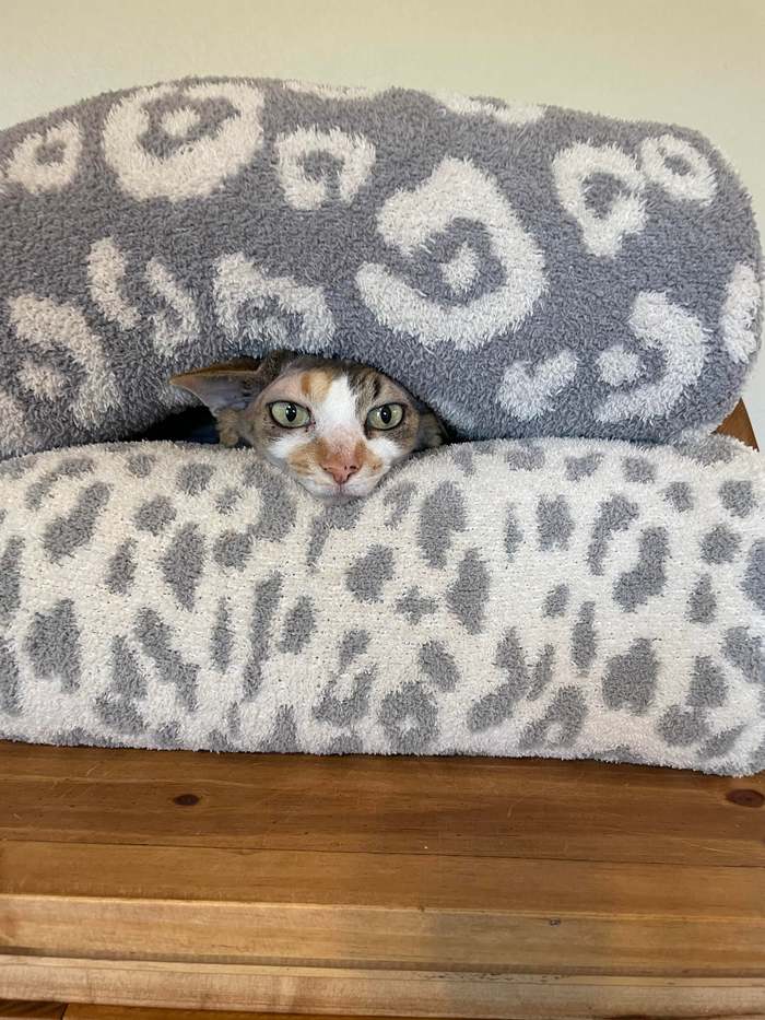 кошка нападает на людей что делать. Смотреть фото кошка нападает на людей что делать. Смотреть картинку кошка нападает на людей что делать. Картинка про кошка нападает на людей что делать. Фото кошка нападает на людей что делать