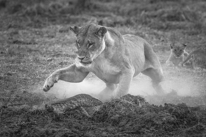 Leave! - a lion, Lioness, Lion cubs, Big cats, Cat family, Predatory animals, Wild animals, wildlife, Reserves and sanctuaries, South Africa, The photo, Monitor lizard, Reptiles, Young, Black and white photo, Botswana
