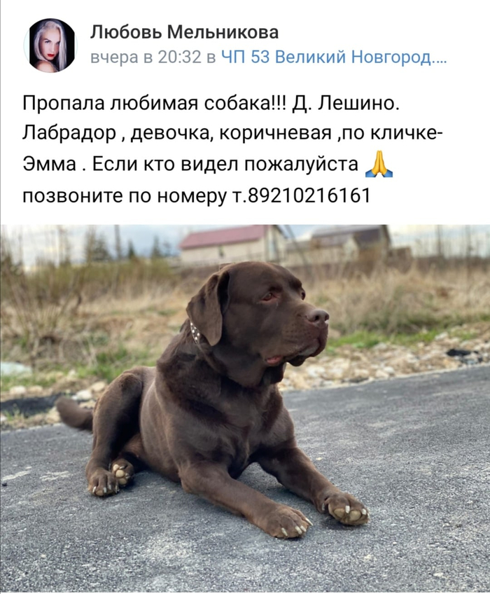 нашли хаски что делать. Смотреть фото нашли хаски что делать. Смотреть картинку нашли хаски что делать. Картинка про нашли хаски что делать. Фото нашли хаски что делать