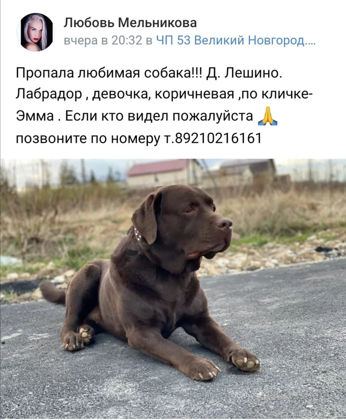 Velikiy Novgorod. - No rating, The dog is missing, Labrador, Chocolate, Brown, Velikiy Novgorod, Novgorod region, , Dog