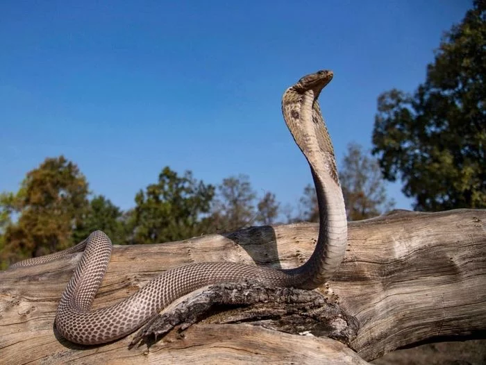 Spectacled snake - Spectacled snake, Cobras, Snake, Reptiles, Wild animals, wildlife, National park, Asia, India, The photo