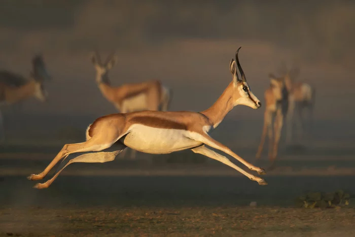 springbok - Antelope, Wild animals, wildlife, Reserves and sanctuaries, South Africa, The photo, Artiodactyls, Bounce