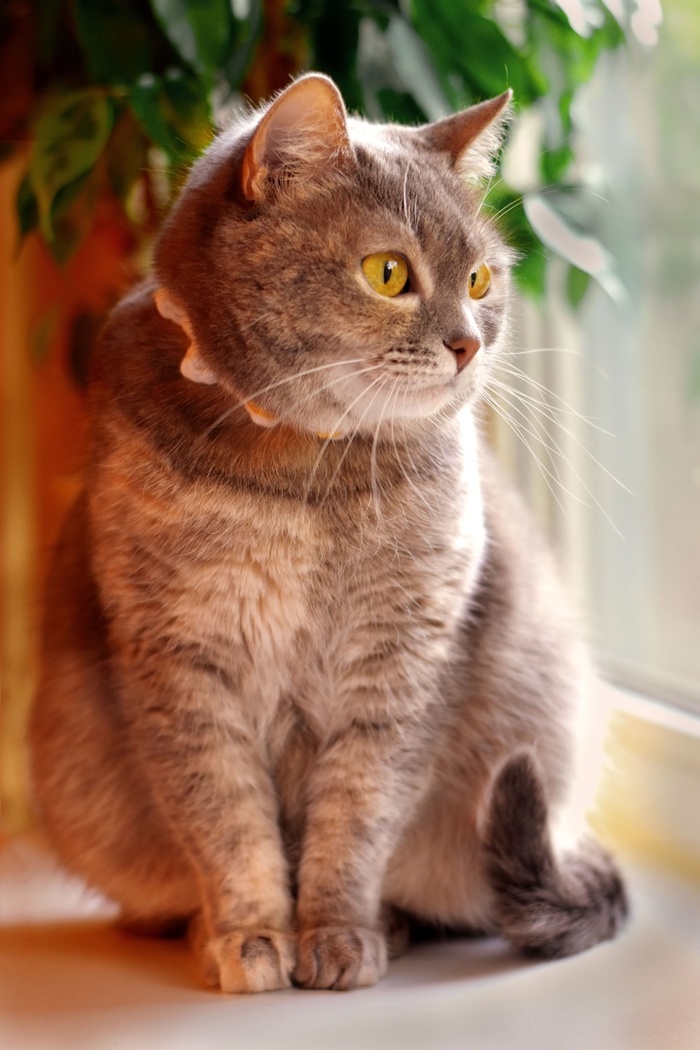 Кошка накатила мем молотка как думаешь что с ней сделать. Смотреть фото Кошка накатила мем молотка как думаешь что с ней сделать. Смотреть картинку Кошка накатила мем молотка как думаешь что с ней сделать. Картинка про Кошка накатила мем молотка как думаешь что с ней сделать. Фото Кошка накатила мем молотка как думаешь что с ней сделать