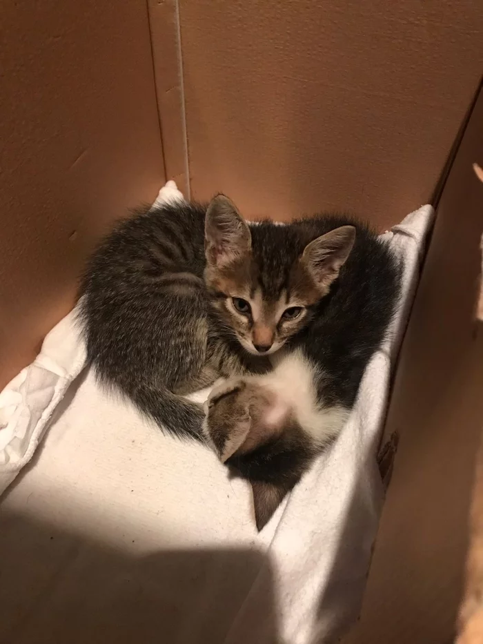 Dropped kittens. I give - My, Animals, I will give, cat, Longpost