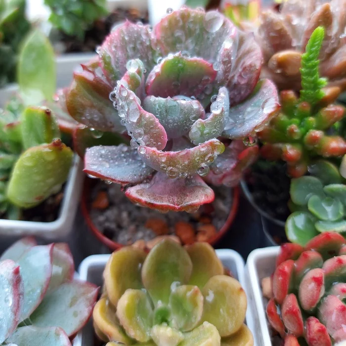 After the rain - My, Mobile photography, The photo, Hobby, Plants, Beginning photographer, Macro photography, Succulents, Collection, Houseplants, Rain, Plant growing