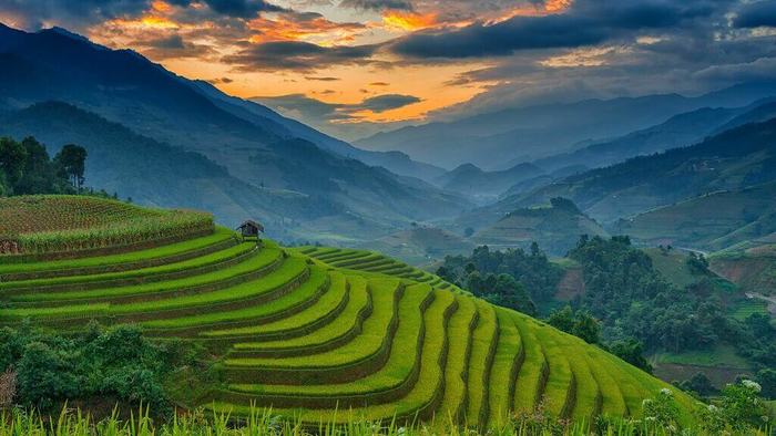 Rice terraces - Rice, Vietnam, Landscape