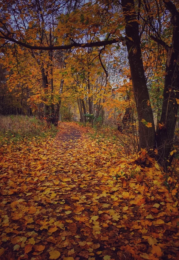 There is in the autumn of the original A short but marvelous time... - My, Autumn, Autumn leaves, Maple Leaf, October, Walk, Golden time, Nature