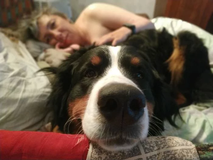 Continuation of the post Huntress - My, Gratitude, Positive, Bernese mountain dog, Love, Happiness, Good deeds, Reply to post