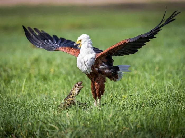 Will you share your lunch? - Eagle, Hawks, Predator birds, Monitor lizard, Lizard, Mining, Interesting, Botswana, South Africa, Longpost