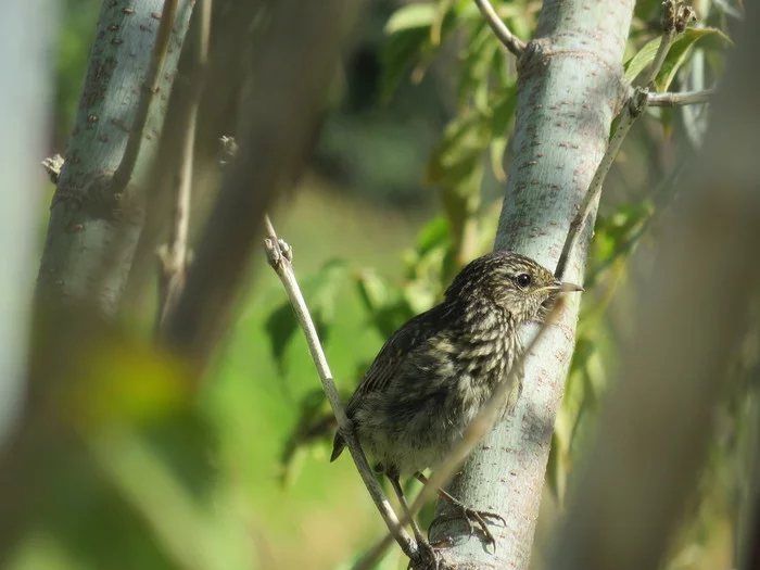 Bluethroat chick. - My, Birds, Bluethroat, Chick, Ornithology, Bird watching, Zoology