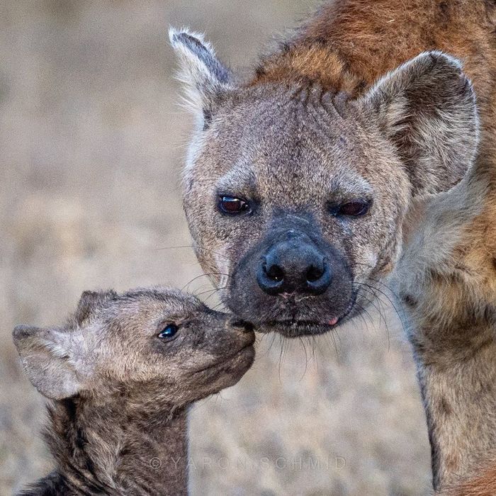 Don't be sad mom - Hyena, Spotted Hyena, Predatory animals, Wild animals, wildlife, Reserves and sanctuaries, Africa, Kenya, The photo, Female, Young