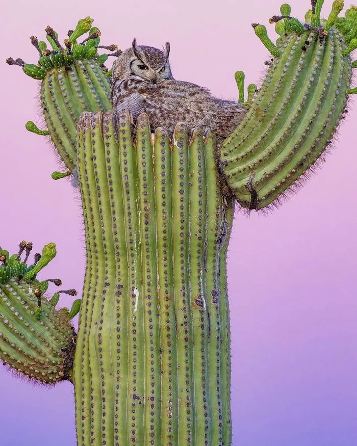 Cozy nest - Virginia Owl, Owl, Birds, Predator birds, Wild animals, wildlife, The photo, Cactus, 