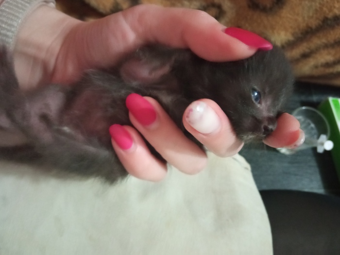 Если кот съел осу что будет. Смотреть фото Если кот съел осу что будет. Смотреть картинку Если кот съел осу что будет. Картинка про Если кот съел осу что будет. Фото Если кот съел осу что будет