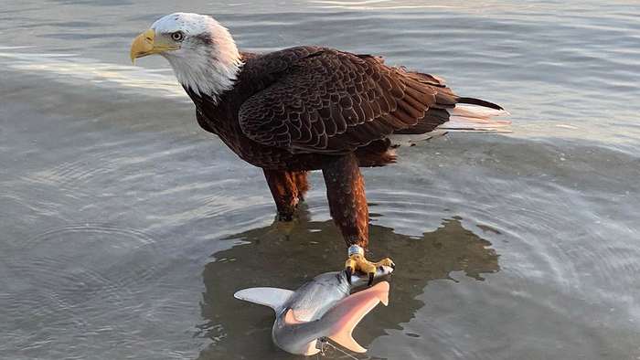 Bald eagle in the United States stole a shark from fishermen - Bald eagle, Hawks, Predatory animals, Shark, Interesting, Fishing, Predator birds, Birds, Catch, Fishermen, USA, Florida, Video