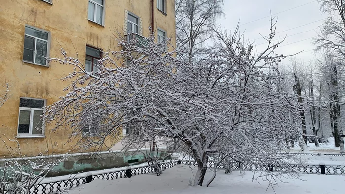 Яблонька замерзла - Моё, Яблоня, Зима, Снег, Иней, Замерзание