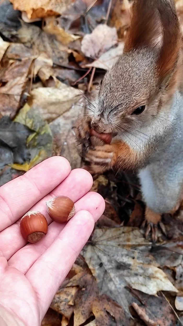 shared nuts - My, Squirrel, Nuts, Gorky Park, Video, Longpost, Wild animals, Rodents