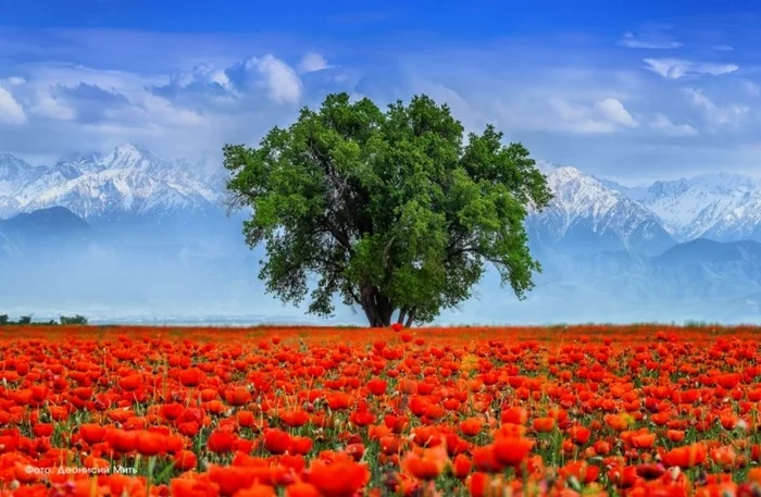 Poppy field - Field, Kazakhstan, The photo, Nature, Poppy
