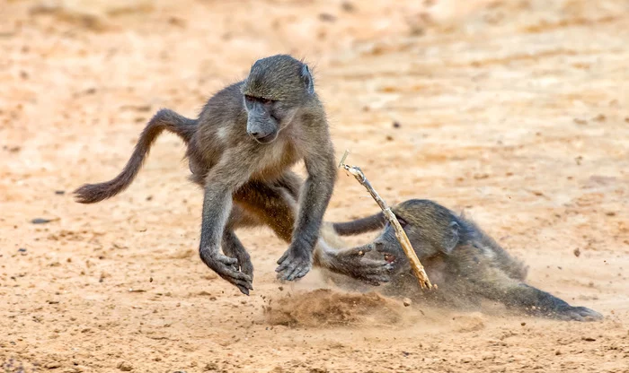 Bear baboons are playing - Baboon, Primates, Wild animals, wildlife, Reserves and sanctuaries, South Africa, The photo, Animal games, Stick, Young
