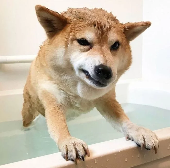 Space Doge - My, Wh humor, Wolf, Space wolves, Photoshop, Fotozhaba, Doge, Shiba Inu