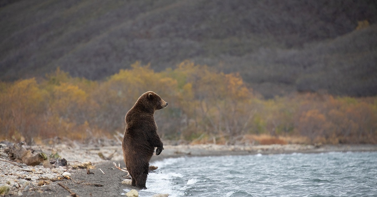 Weather bear. Медведь погоди что спрошу. Эволюция медведей соседей 2014-2022. Погода медведь.