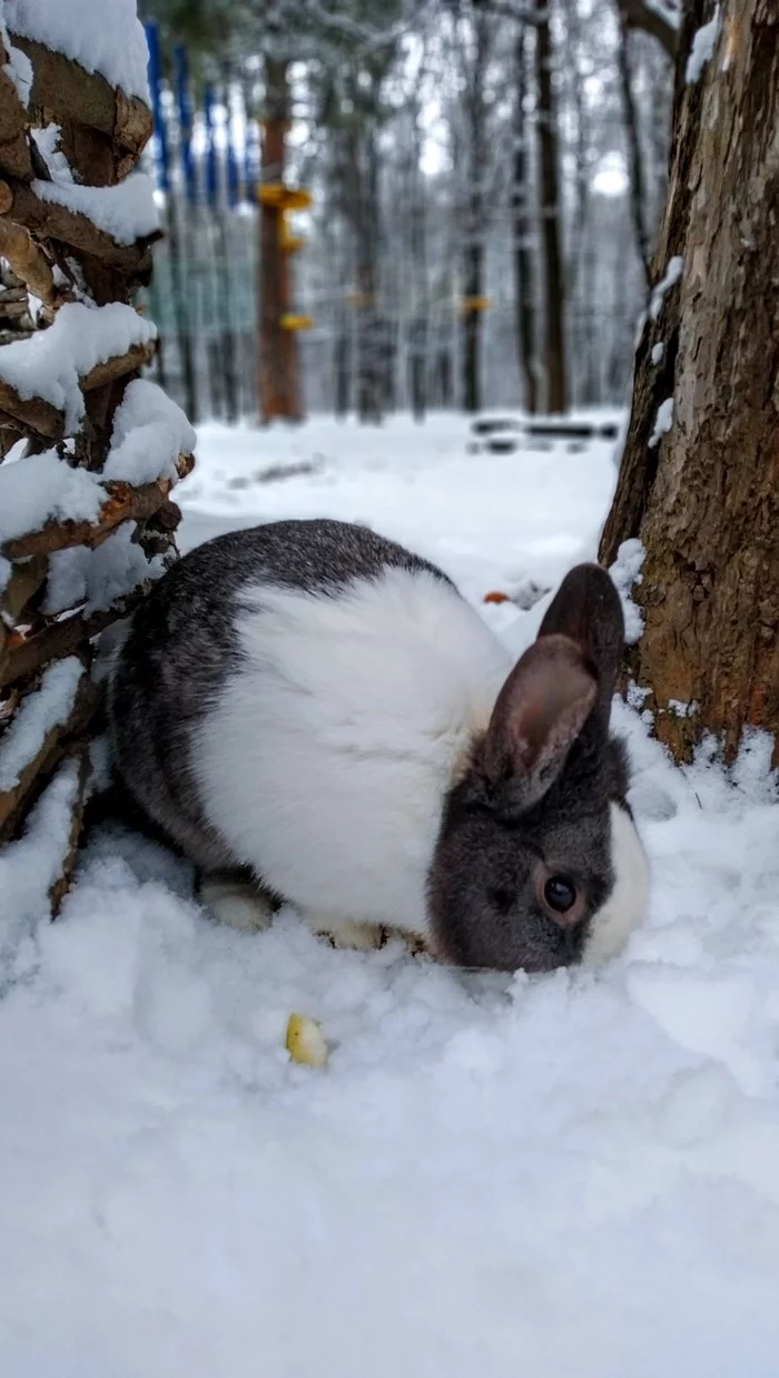 Первый снег новой зимы - Моё, Снег, Кролик, Фотография, Парк, Ульяновск, Первый снег, 2021, Ноябрь, Длиннопост