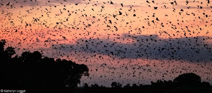 Largest mammal migration - Bats, Bats, Bat, Africa, wildlife, Wild animals, Zambia, Migration, National park, Translated by myself, Text, The photo, Video, Longpost