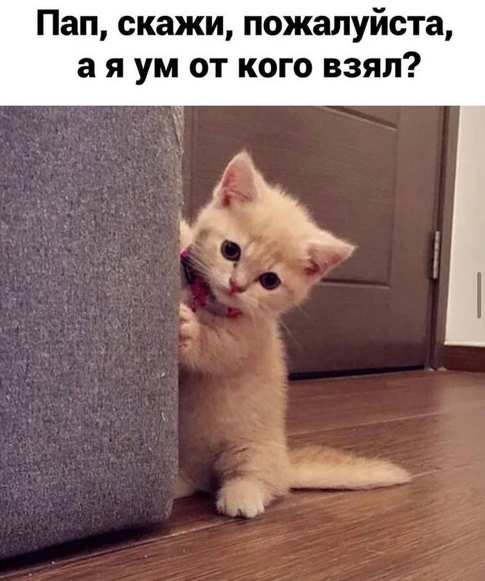 Котомем - Кот, Мемы, Юмор, Лапки, Ум, Длиннопост, Картинка с текстом