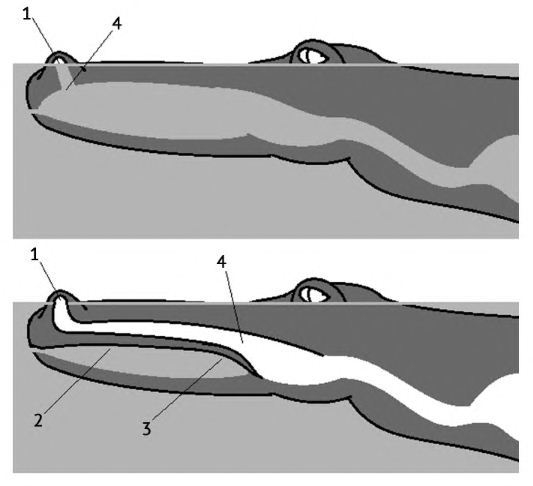 Where does the crocodile eat? - My, Penza Oceanarium, Crocodiles, Animals, Penza, Longpost